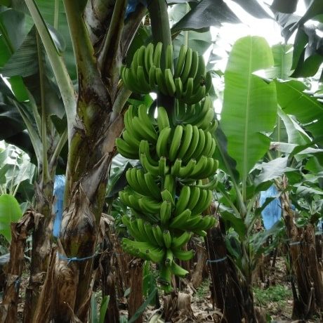 banana03-min banana03-min